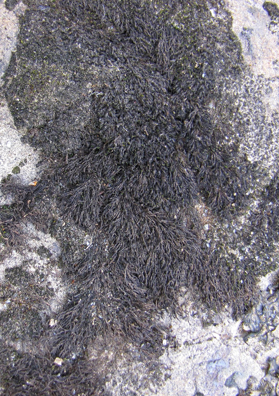 Andreaea blyttii